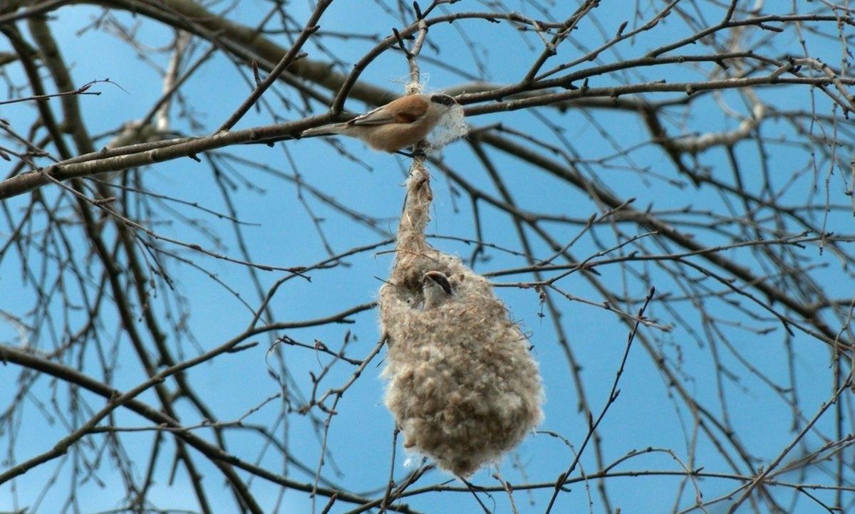 Фото: Павел Глазков / «Каждой твари по паре»