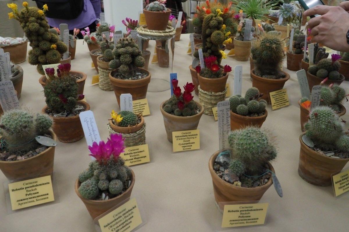 Кактусы — близкие соседи суккулентов. Фото: Олег Золото / MR7