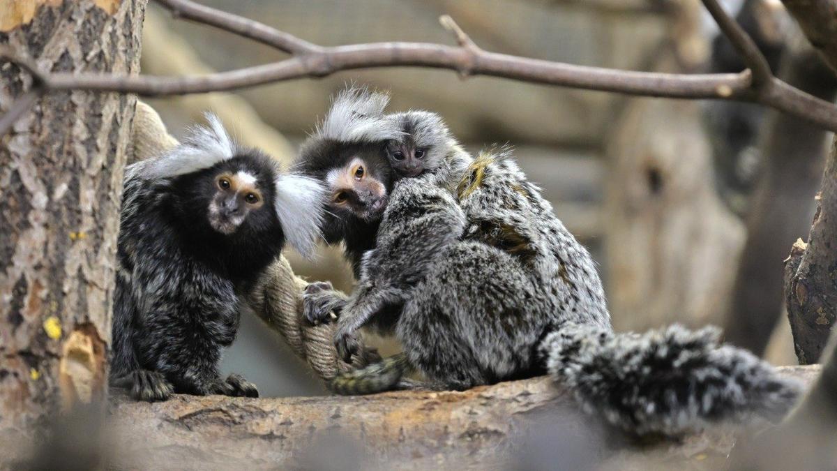 Фото: Ленинградский зоопарк