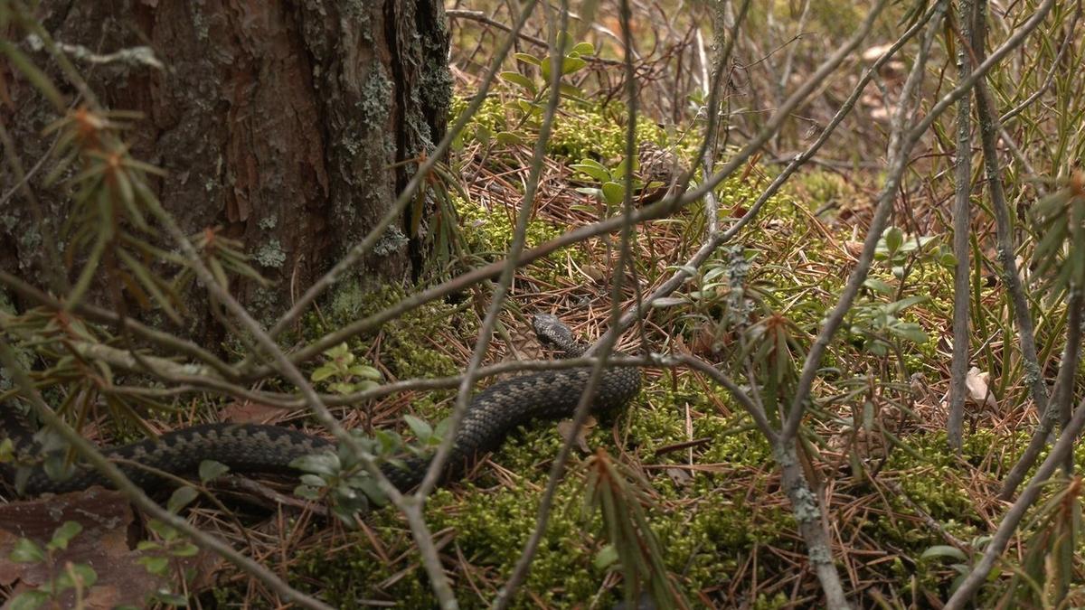 Фото: «Каждой твари по паре / Павел Глазков»