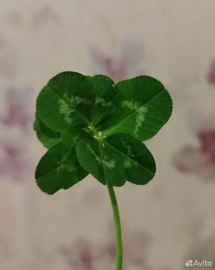 Фото предоставлено пресс-службой «Авито»