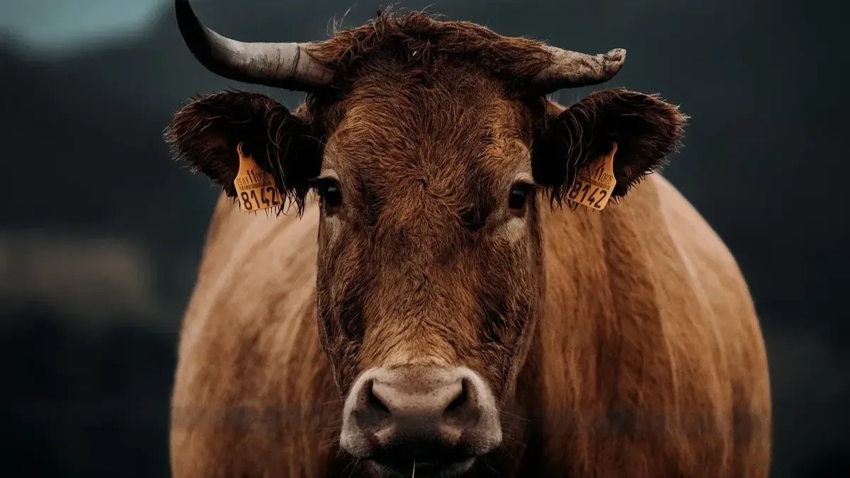 Фото: Avelino Calvar Martinez / Pixabay