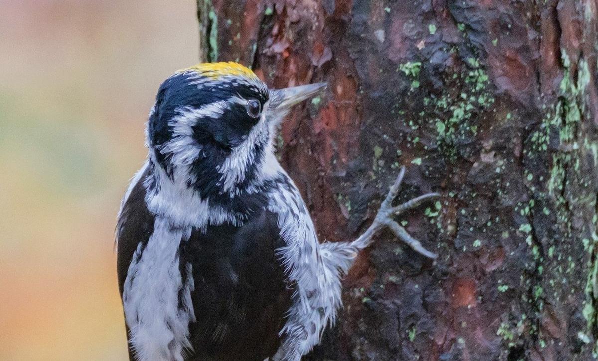 Фото: Алёна Бобрович / «Каждой твари по паре»