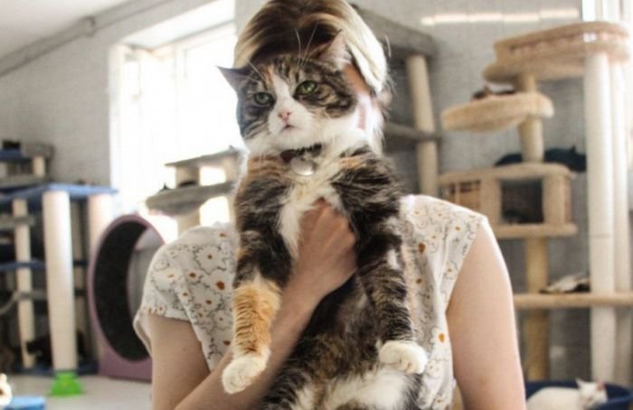 Петербургские зоозащитники приняли на попечение 13 кошек из Мариуполя