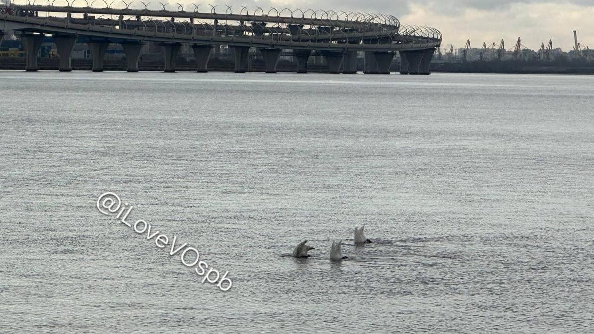 Фото: «Я люблю Васильевский остров»