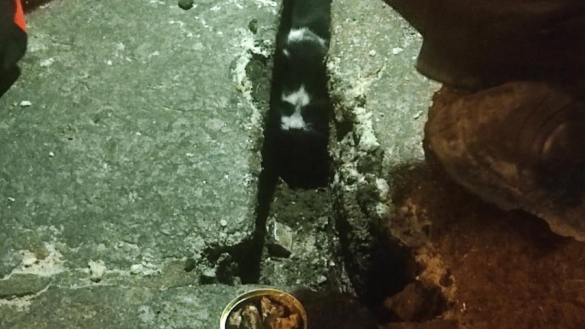 Фото: «Кошкиспас»