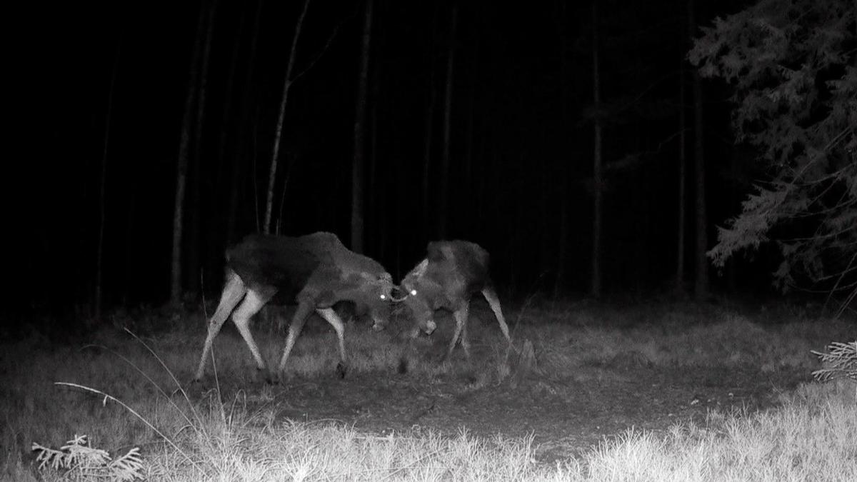 Фото: Павел Глазков / «Каждой твари по паре»