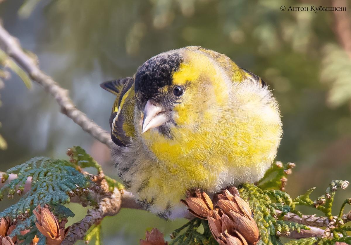 Фото: Антон Кубышкин / группа «Птицы СПб и России»