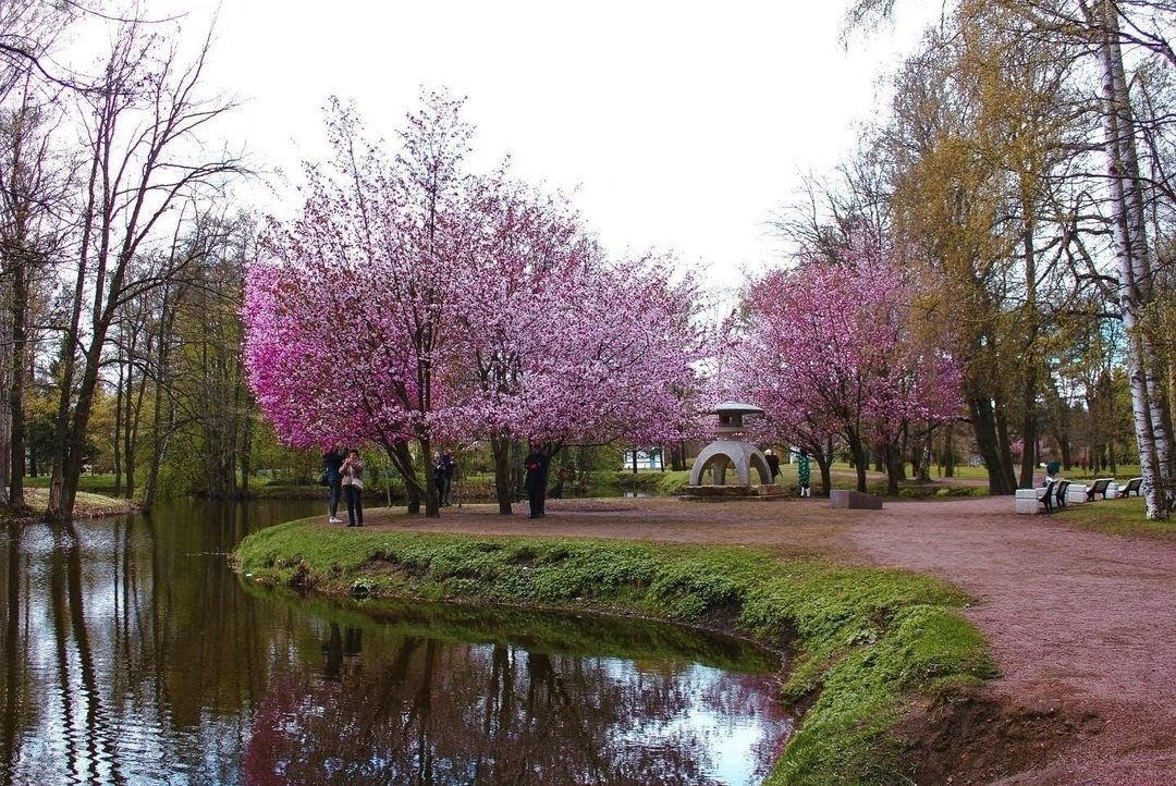 Сакура в Приморском парке победы в 2023 году. Фото: Парки Петербурга и Ленобласти