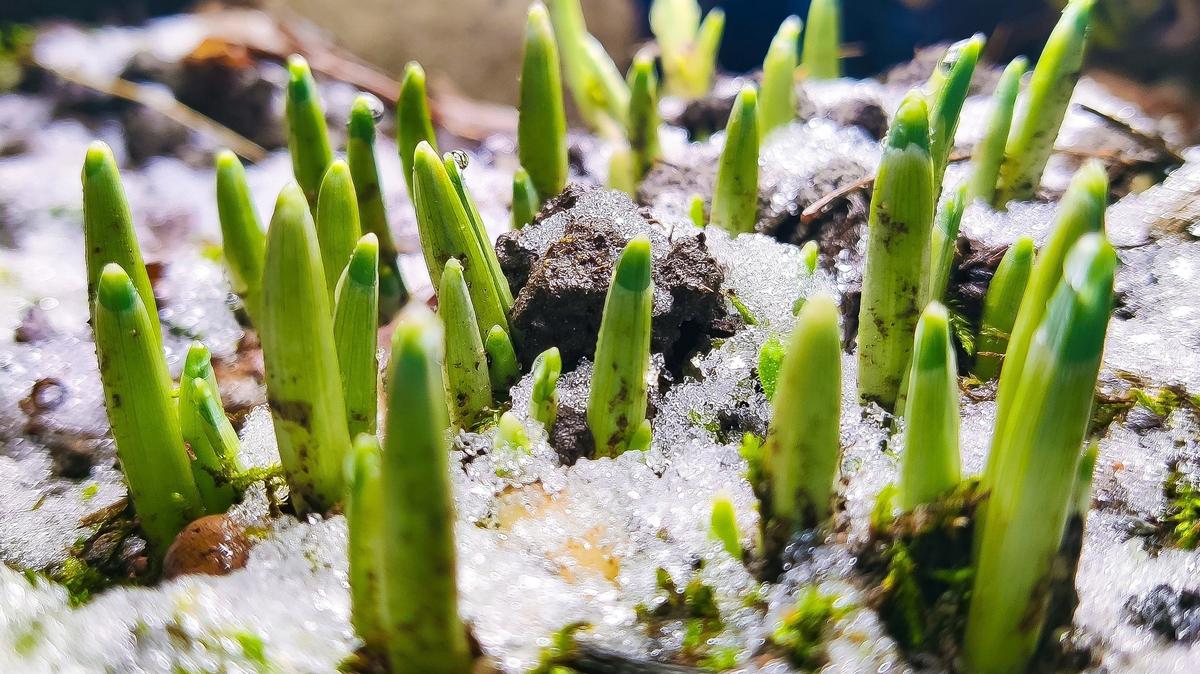 Первые подснежники заметили в Приморском районе