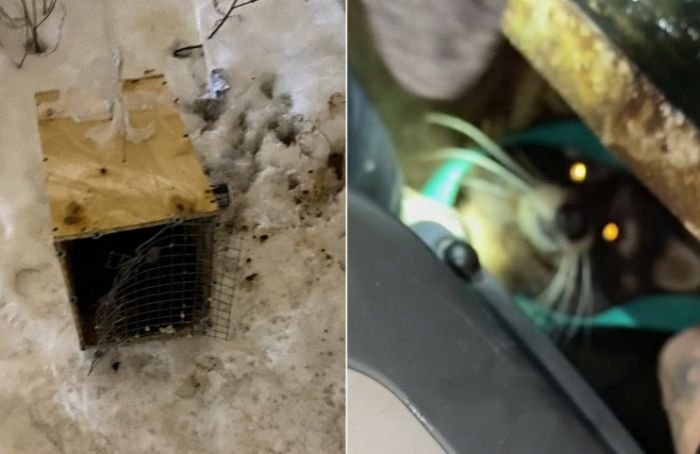 Петербуржцы спасли енота, выброшенного в клетке на мороз
