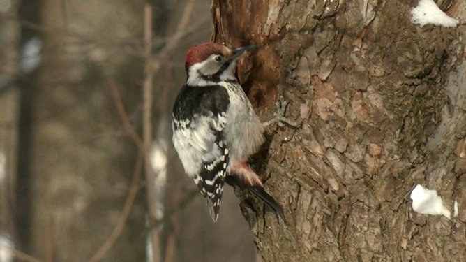 Живая страничка Павла Глазкова: в парке Политеха поселился краснокнижный дятел