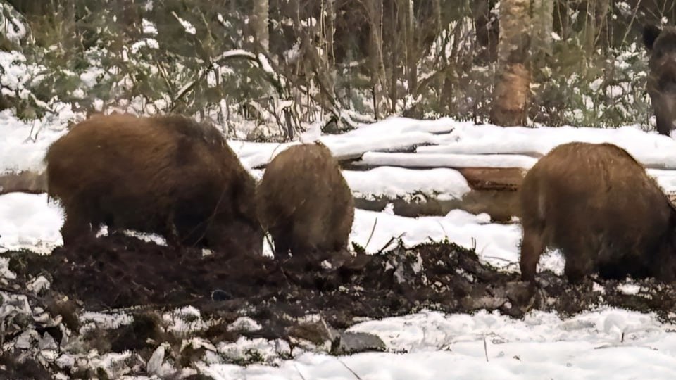 Фото: комитет по благоустройству