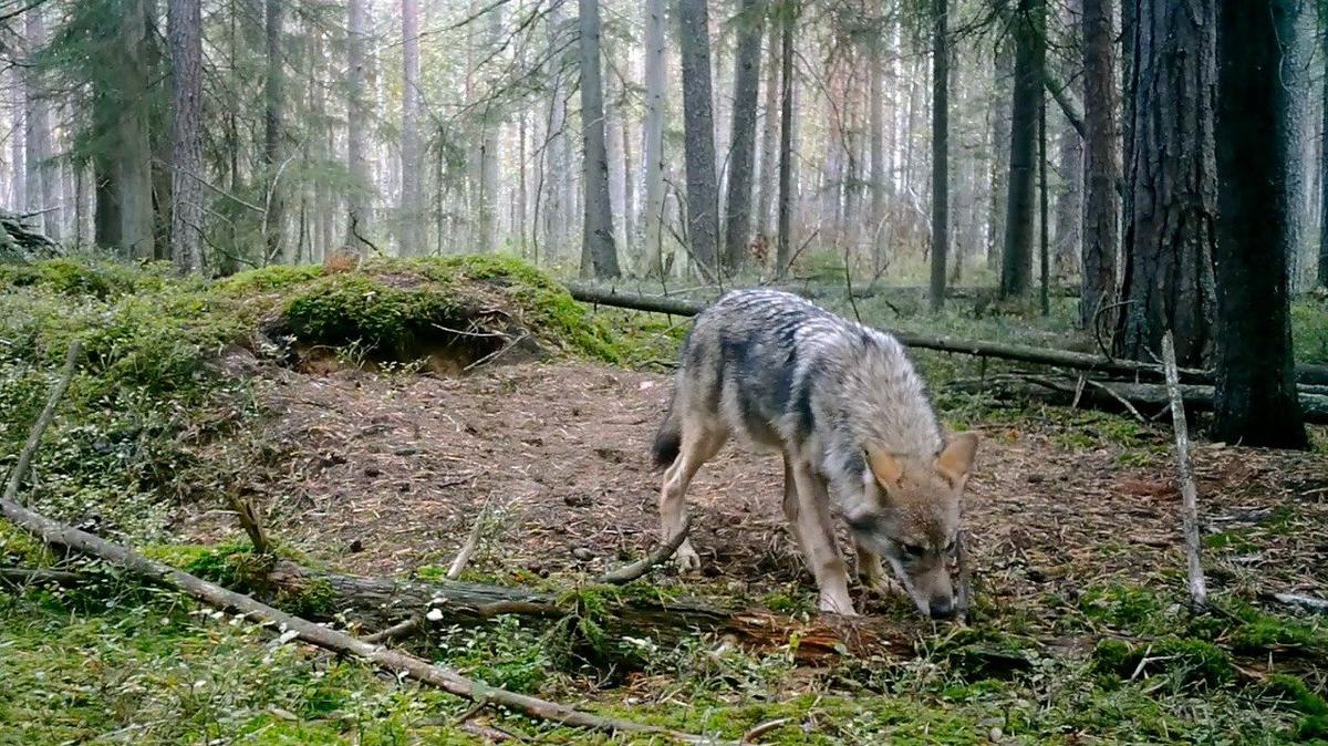 Фото: Павел Глазков / «Каждой твари по паре»