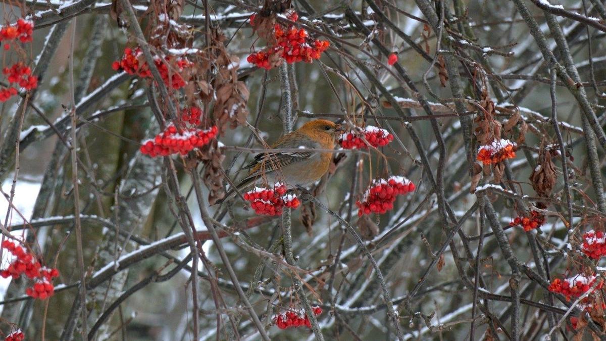 Фото: Павел Глазков / «Каждой твари по паре»