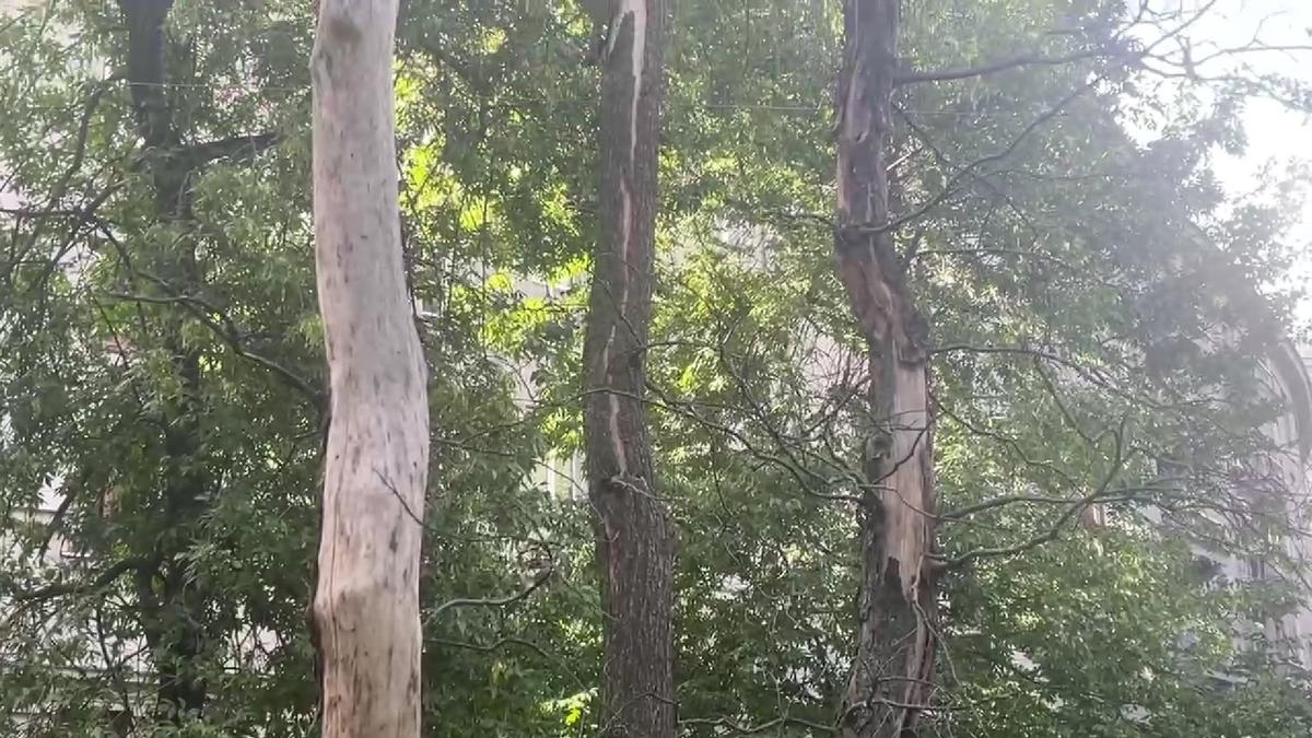 Прокуратура потребовала вырубить больные деревья во дворе на Московском шоссе