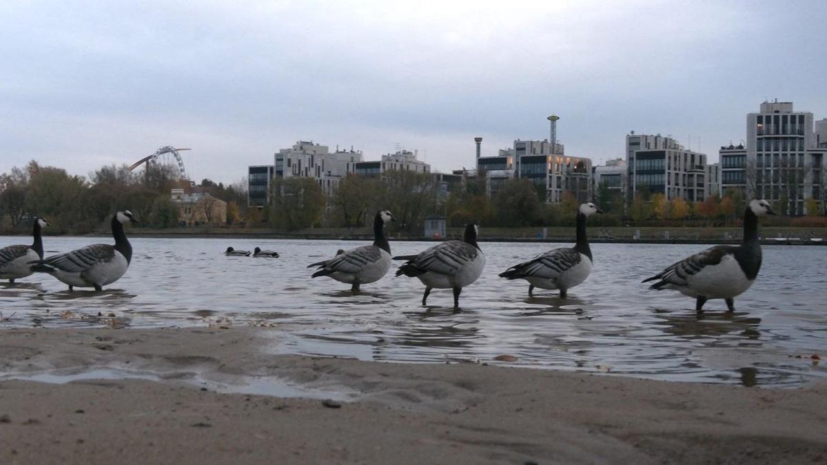 Живая страничка Павла Глазкова: семья белощеких казарок посетила Петербург