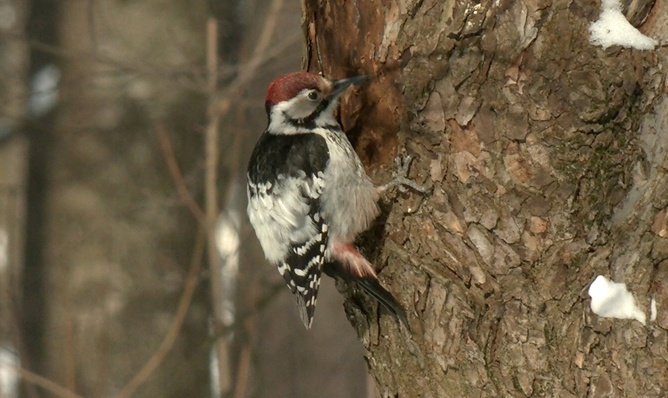 Белоспинный дятел. Фото: «Каждой твари по паре / Павел Глазков»