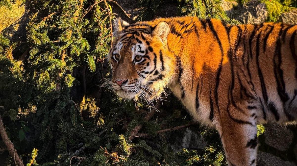Фото: Ленинградский зоопарк