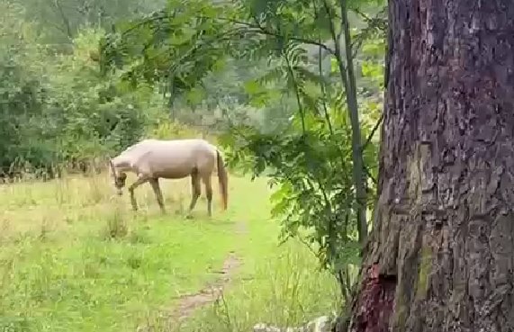 Скриншот видео активистов, защищающих парк