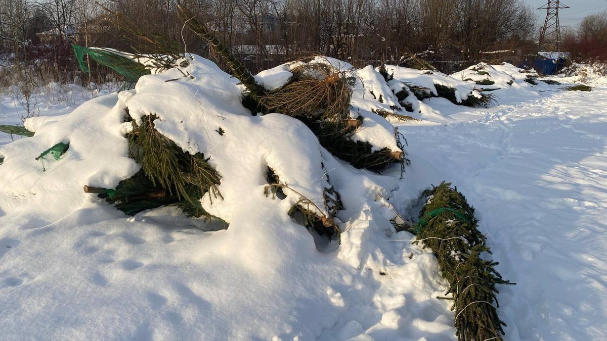 Фото: пресс-служба Красногвардейского района