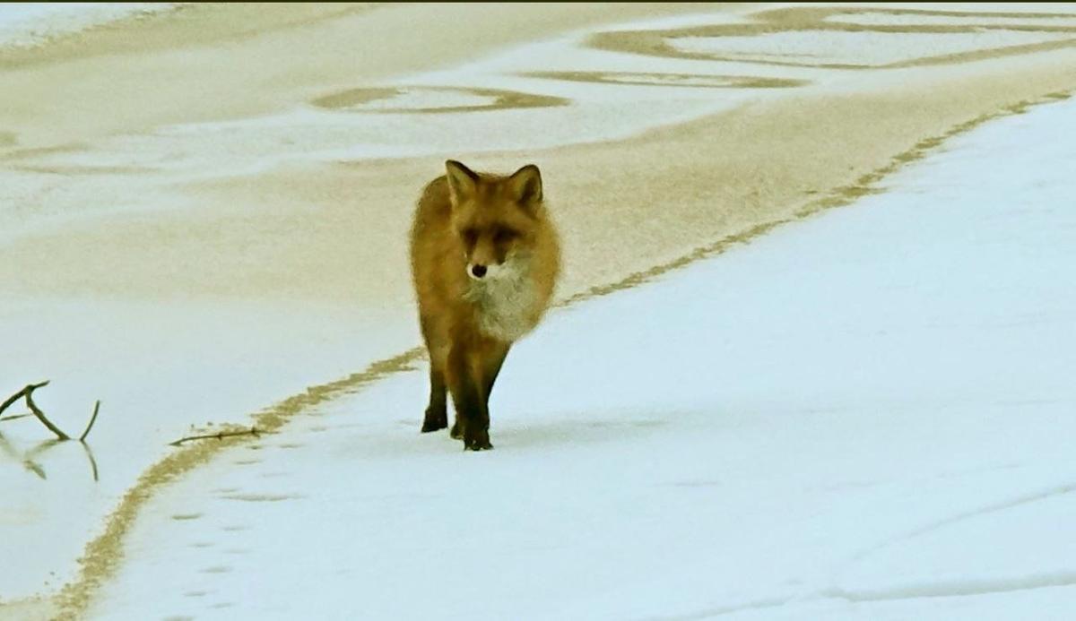 Изображение: Анна Лазарева / «Каждой твари по паре»