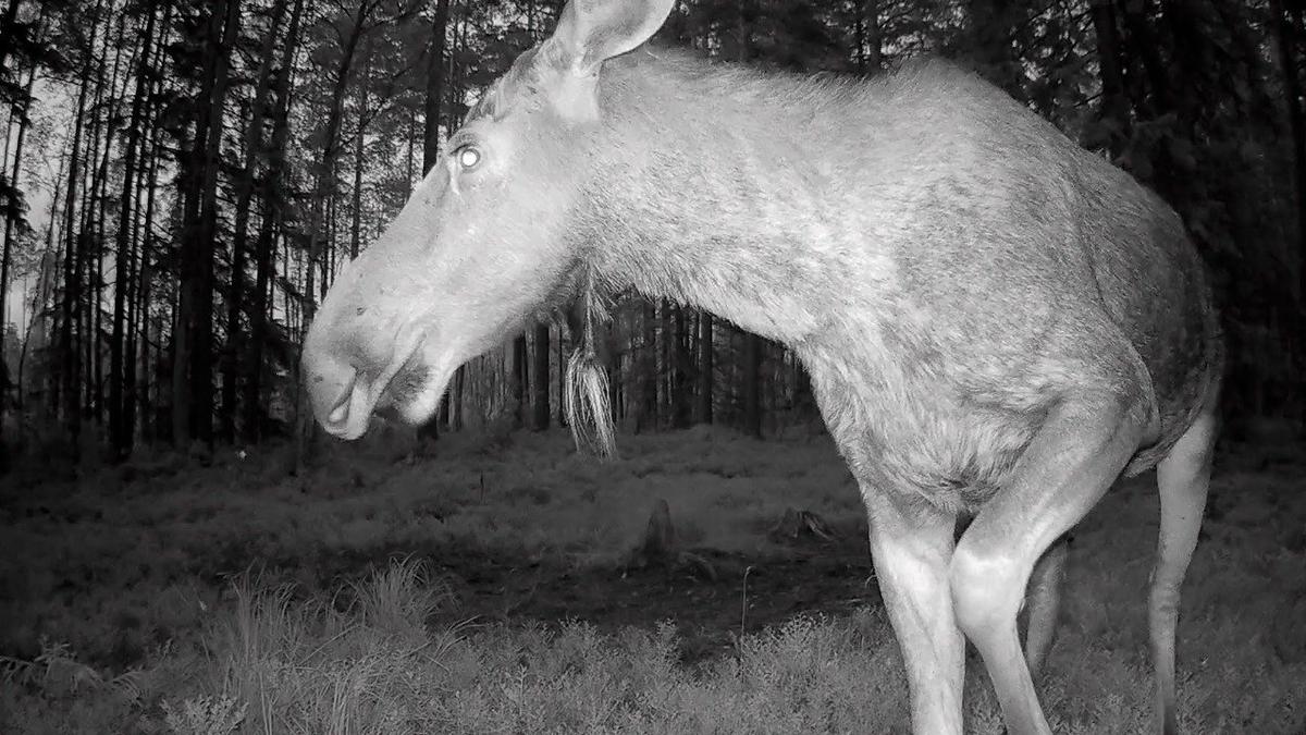 Фото: «Каждой твари по паре» / Павел Глазков
