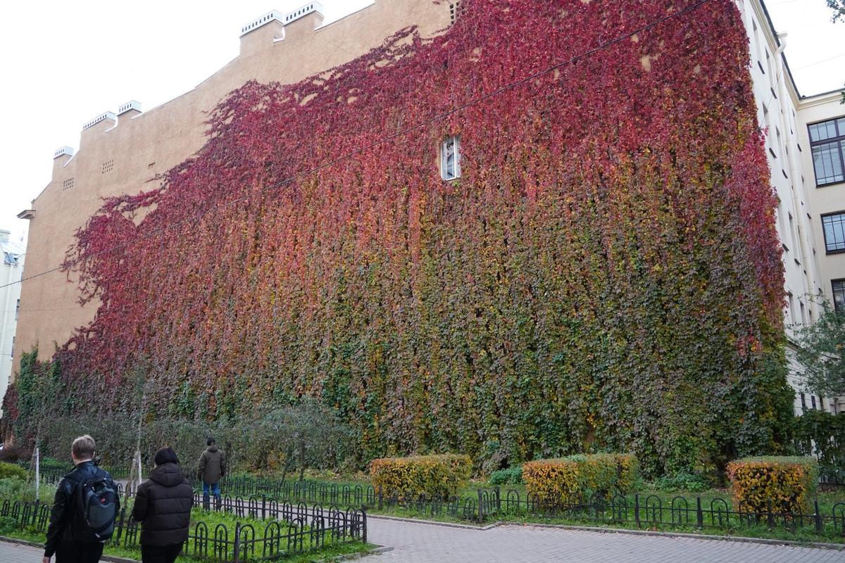 Стена, покрытая девичьим виноградом, дома на Петроградской стороне. Фото: Павел Борисенко / MR7