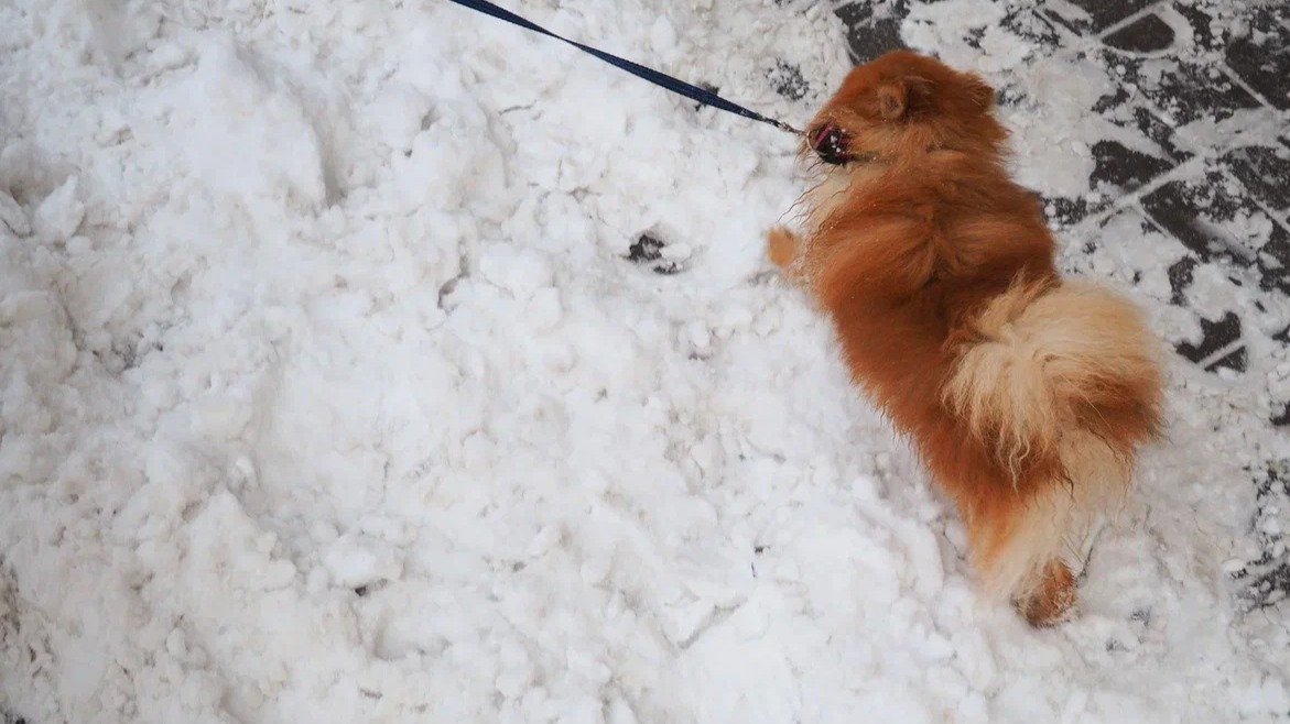 Фото: Дмитрий Абрамов/ MR7