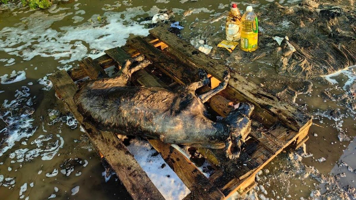 Фото: «Кошкиспас»