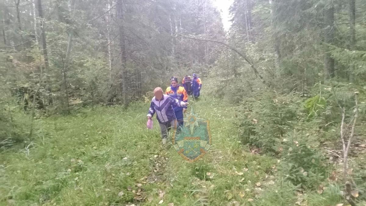 Спасатели вывели двоих заблудившихся из леса под Гатчиной
