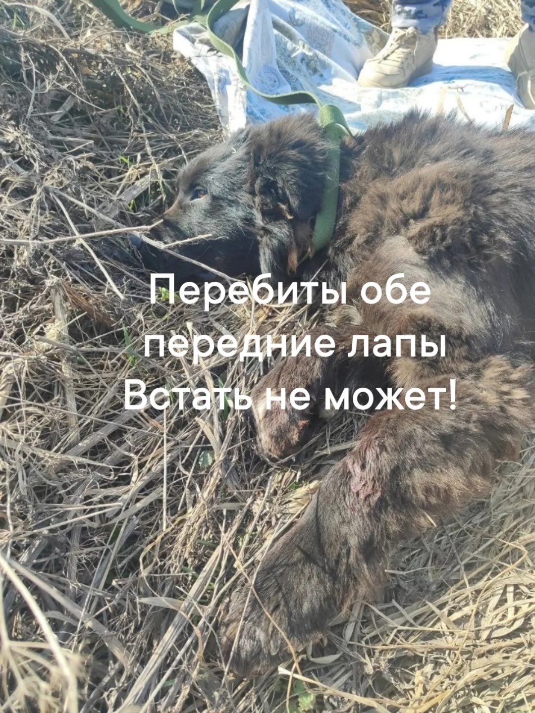 Фото: «Северный Медведь»