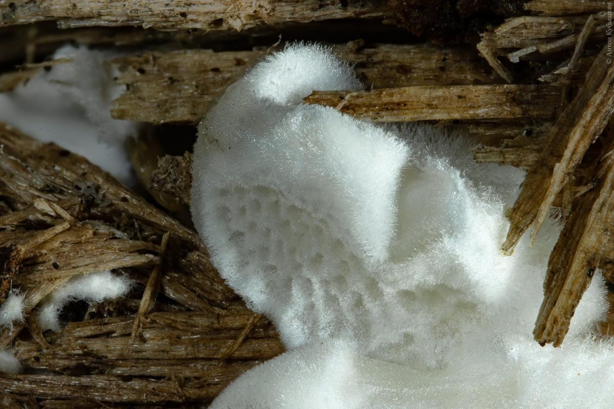 Постия складчатая (Ptychogaster albus). Удельный парк, 21.08.2024. Фото: Антон Кубышкин