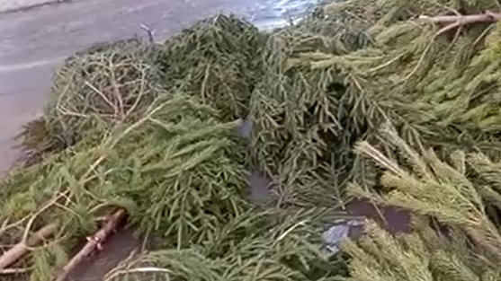 На проспекте Просвещения заметили склад бесхозных ёлок
