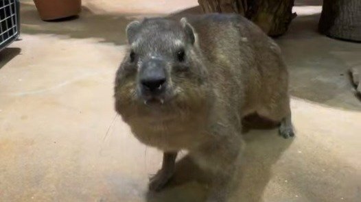 Даман Сеня вернулся на экспозицию в Ленинградский зоопарк