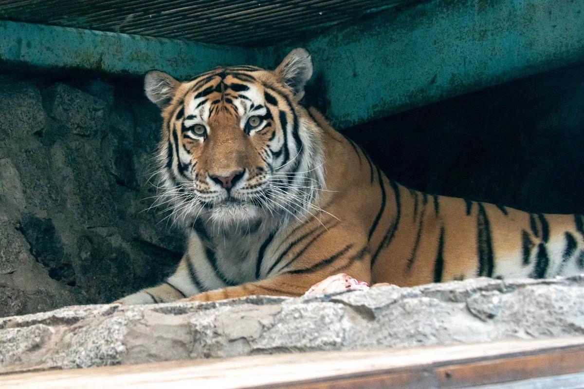 Тигр Амадей фото 2022 года. Фото: Олег Золото / МР7