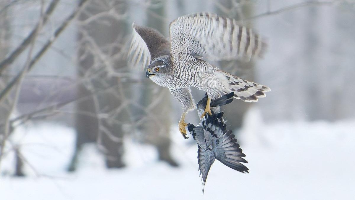 Фото: Станислав Крутоверцев / «Каждой твари по паре»
