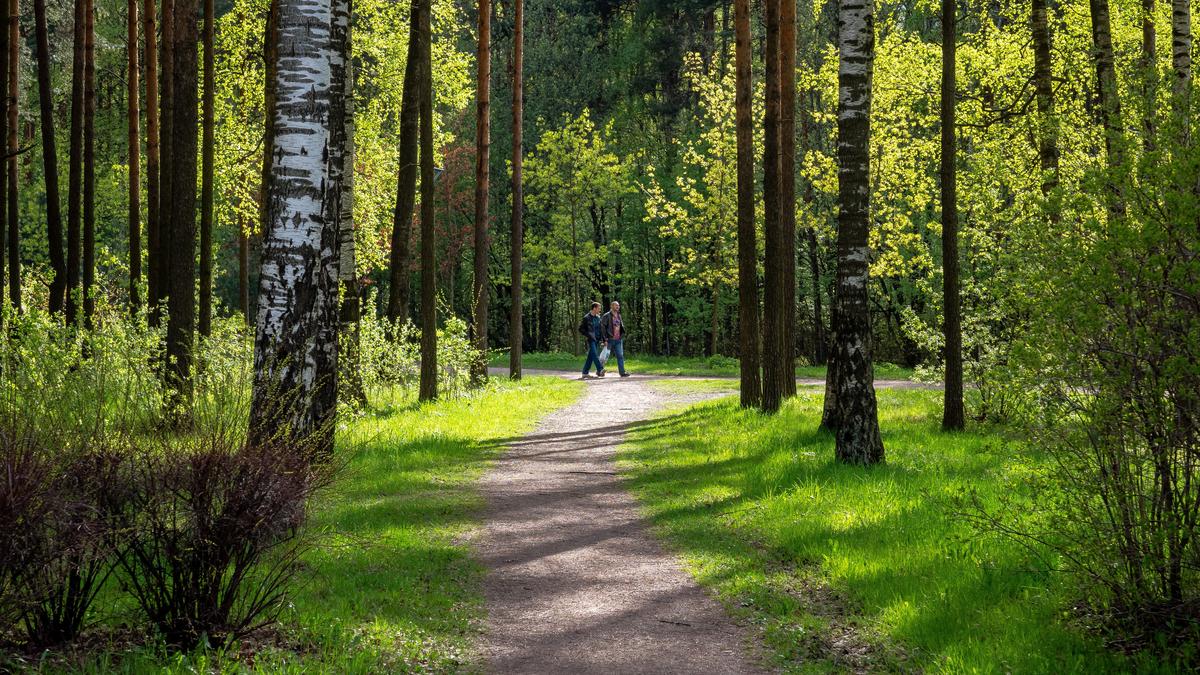 Продление Шуваловского проспекта не затронет лесопарк, за который борются местные жители