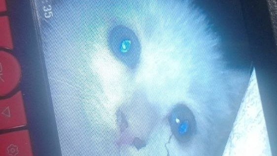 Фото: «Кошкиспас»