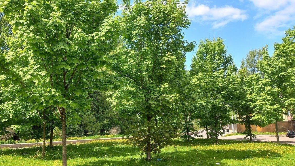 Смольному не удалось продать сквер на набережной Бумажного канала