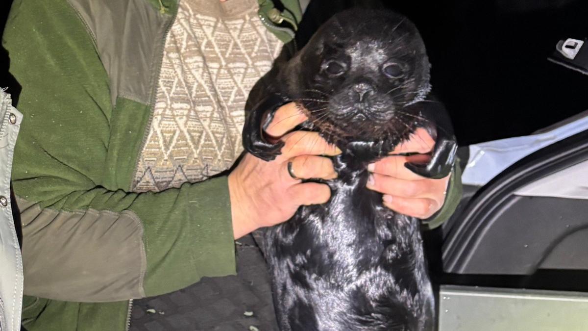 Фото: «Фонд друзей балтийской нерпы»