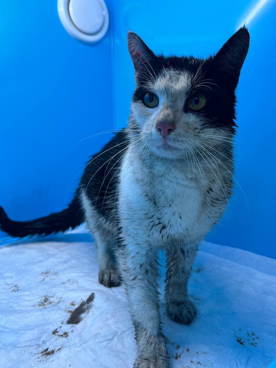 Фото: «Кошкиспас»