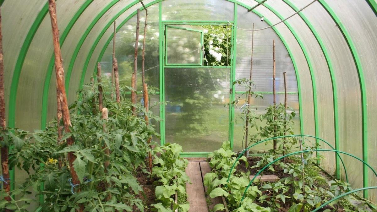 Фото: Елена Михина / МР7