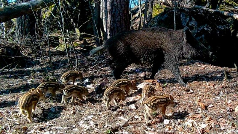 Фото: «Каждой твари по паре»