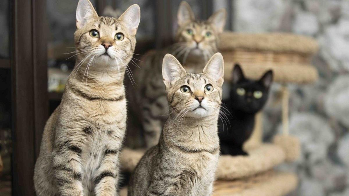 «Кошки Михалыча»: 39 историй спасения