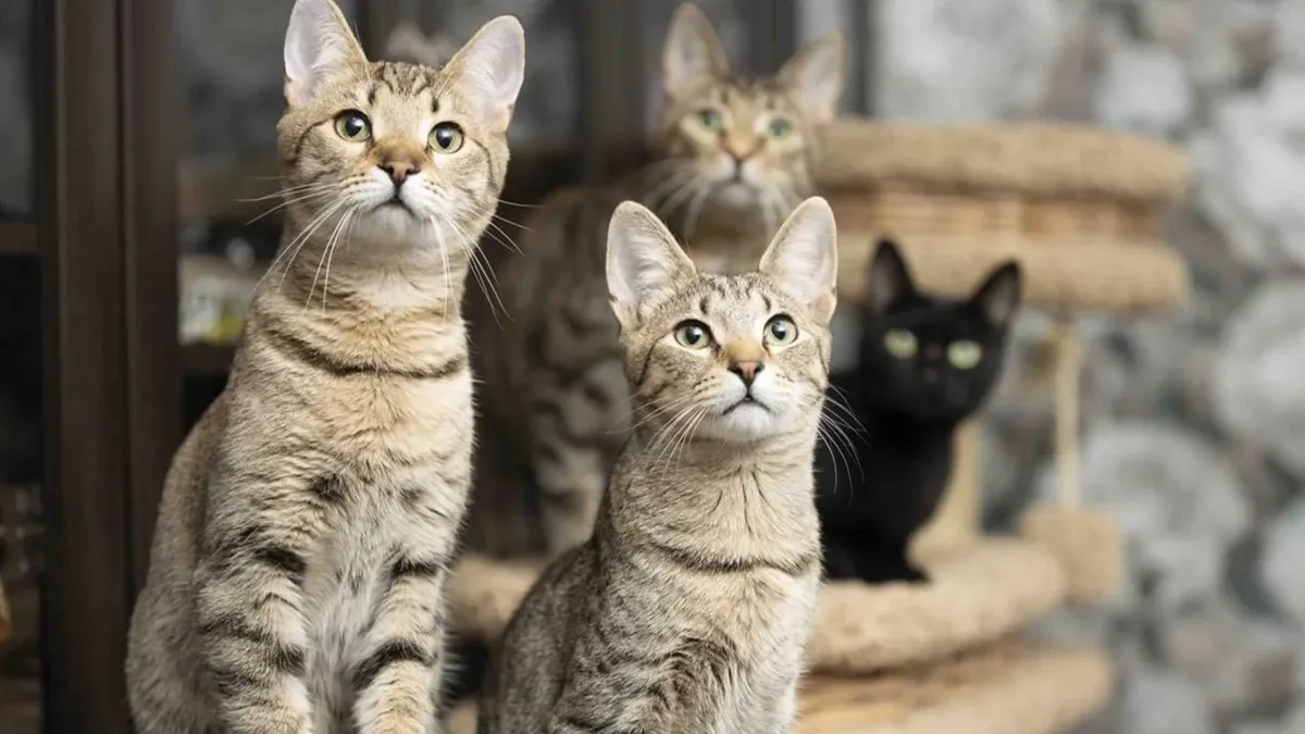 Кошки Михалыча. Фото: Ольга Матвеева