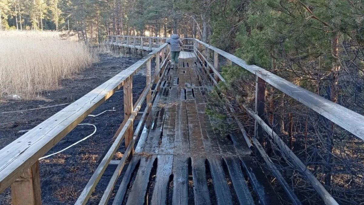 Фото: ЛОГБУ «Дирекция ООПТ Ленинградской области»