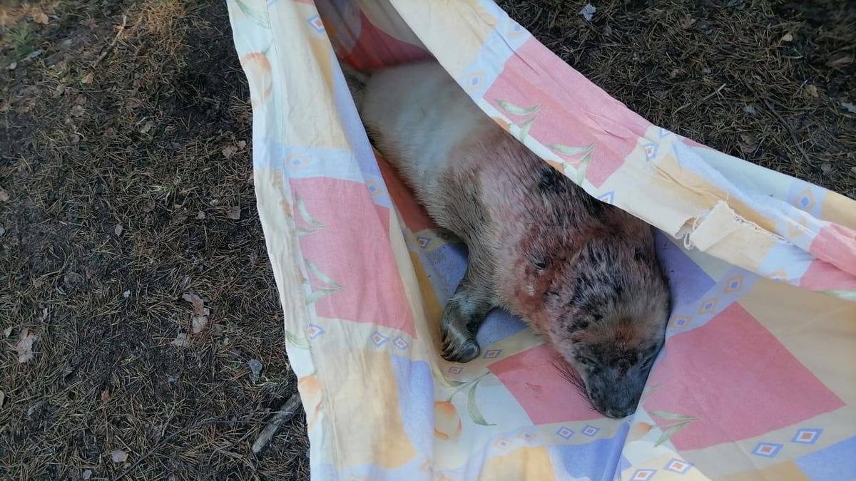 Окровавленного детёныша тюленя заметили на берегу Финского залива