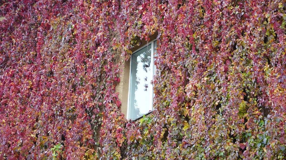 Краснеющий Петербург: заглянули к самой знаменитой стене с виноградником