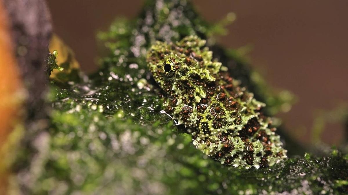 В Ленинградском зоопарке показали лягушек-невидимок, похожих на мох